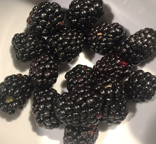 First Blackberry Harvest